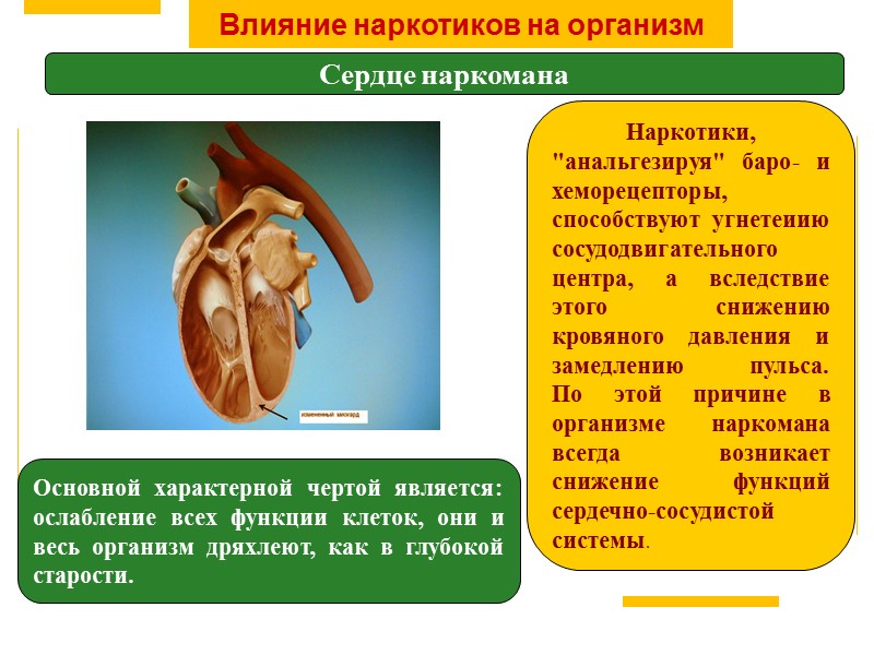 Влияние наркотиков на организм Сердце наркомана Основной характерной чертой является: ослабление всех функции клеток,